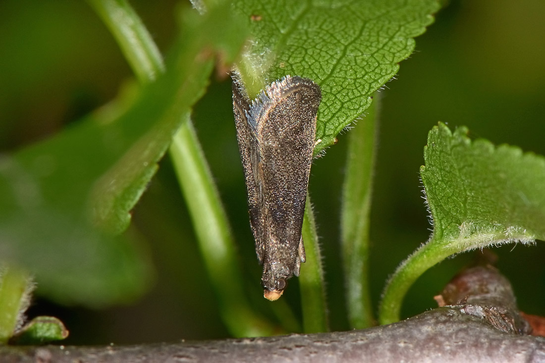 Lypusidae? No, Cfr. Tischeriidae